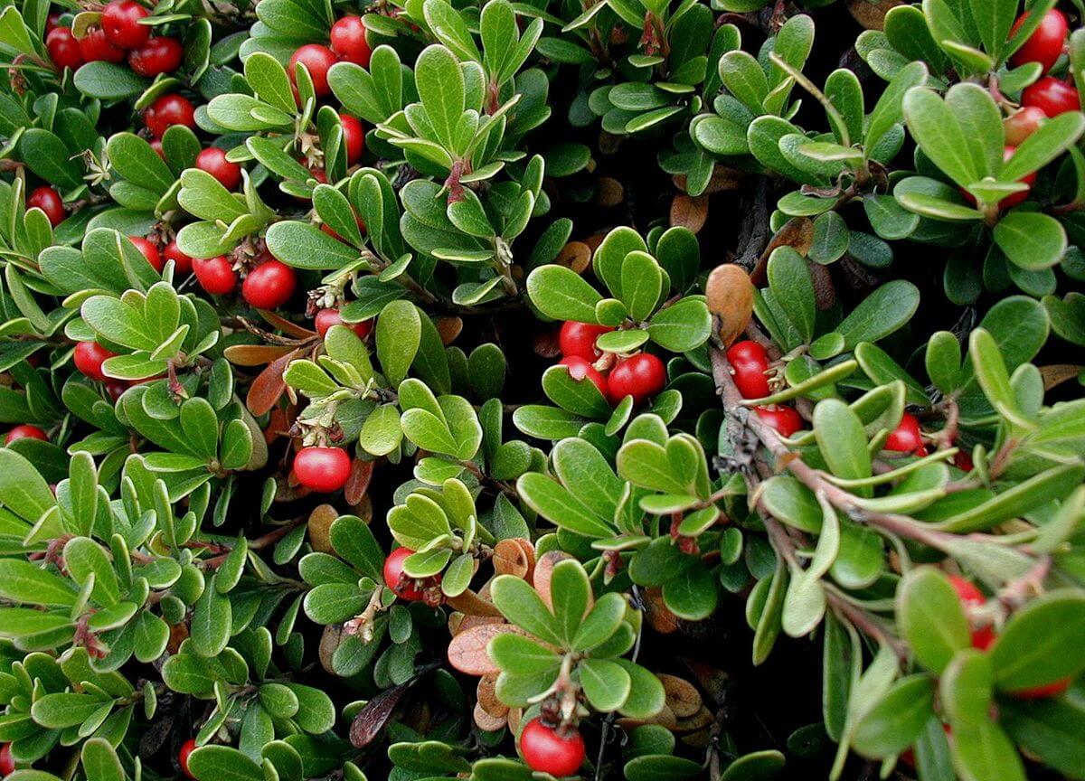 BEARBERRY