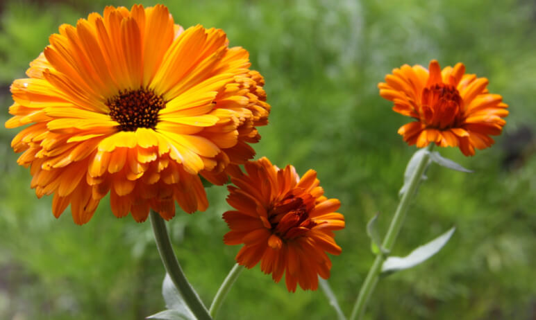 calendula-feature1